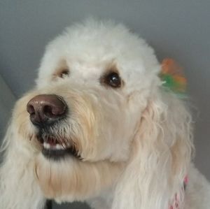 Meet your Posher, Bobbie